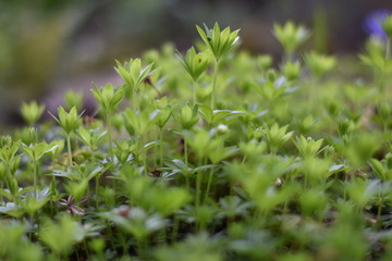 Waldmeister (Galium odoratum)