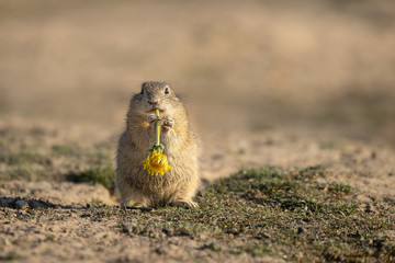 Beautiful and cute ground squirrel with dandelion.  Amazing animal, quick, surprised, amusing. Natural, wildlife shot. Peaceful and warm spring afternoon.