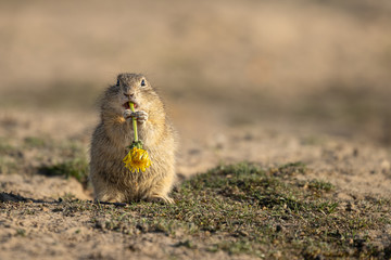 Beautiful and cute ground squirrel with dandelion.  Amazing animal, quick, surprised, amusing. Natural, wildlife shot. Peaceful and warm spring afternoon.