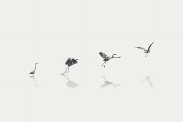 Schilderijen op glas flight steps progress of a migratory bird © fran_kie