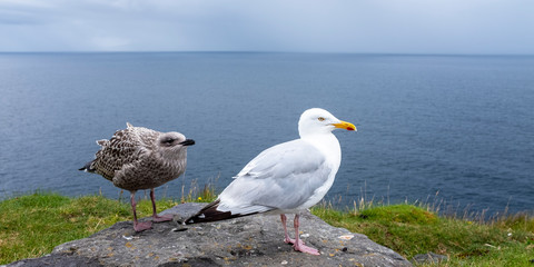 Gaviota adulta y gaviota joven