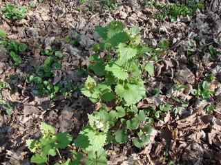 Landscape of tender young leaves of spring vegetation against the background of last year's carpet of fallen dry leaves.