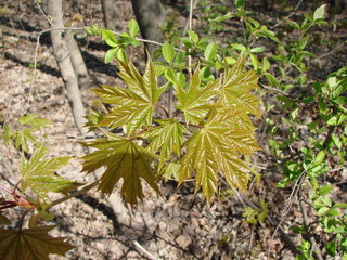 The young leaves on the forest trees just emerged from the buds, but did not even have time to turn green.