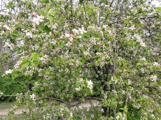 Fototapeta na wymiar Even on a cloudy spring day, a blossoming apple tree impresses with its natural beauty.