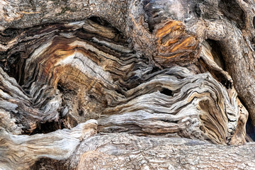 close up of a very old olive tree in palma, mallorca, spain