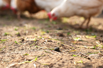 chicken droppings close-up in the foreground in the background chickens blurred