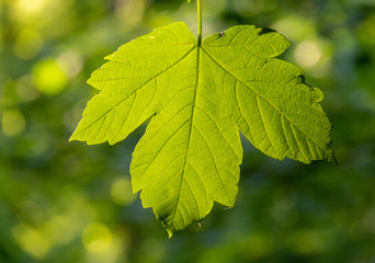Fototapeta na wymiar Fresh green leaf of a tree at spring