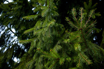 green fir branch, nature background