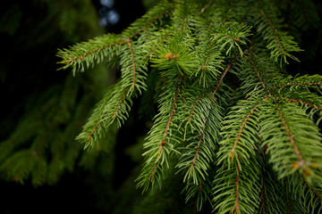 Fototapeta na wymiar green fir branch, nature background