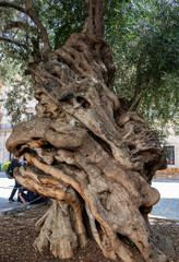the trunk of a very old olive tree in palma, mallorca, spain