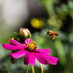 Bee Hovering over a Pink Flower