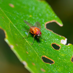 Slender Orange Bush Fly also known as Dichaetomyia norrisi from Australia