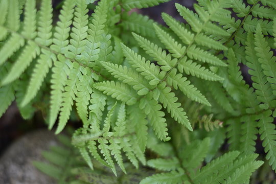 Pteridophyte. Bilder Durchsuchen 1,841 Archivfotos,