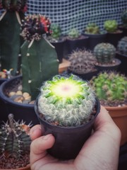 cactus in a pot.Cactus propagation by cut to sprout.How to sprout a cactus.