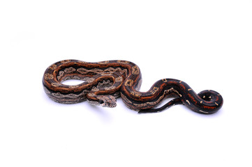 Obraz premium Boa constrictor imperator Inca