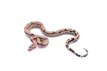 Boa constrictor imperator Arabesque
