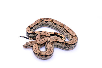 Boa constrictor imperator Arabesque