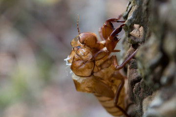 Cicadas molting on tree,Cicada stains.