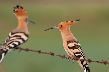 Eurasian Hoopoe or Common hoopoe (Upupa epops)