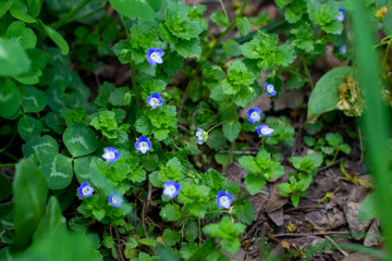 small blue flowers in the grass