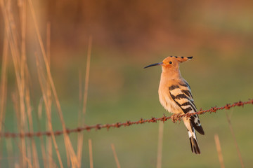 Eurasian Hoopoe or Common hoopoe (Upupa epops)
