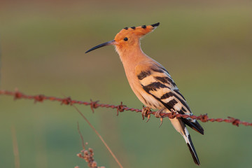 Eurasian Hoopoe or Common hoopoe (Upupa epops)