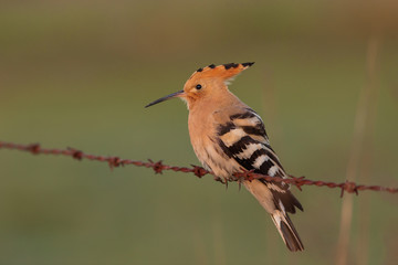 Eurasian Hoopoe or Common hoopoe (Upupa epops)