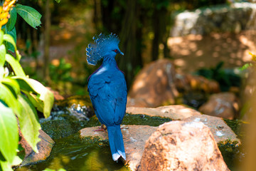 Unusual Crowned Pigeon in a green park. beauty of nature. Bird watching