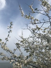 White flowers on flowering fruit trees open under the rays of the warm spring sun against a backdrop of cloudy sky and sea horizon.