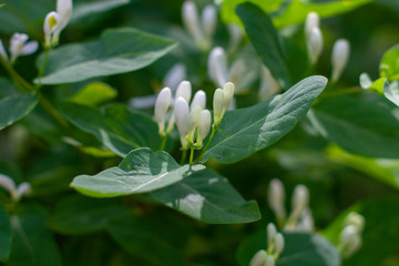 white flowers on a tree
