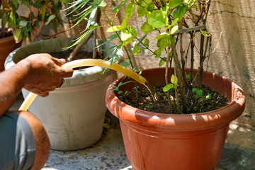 Indian man's hand with garden hose watering plants at home garden