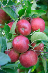 Rote reife Äpfel am Baum, Apfelplantage, Nutzpflanze 