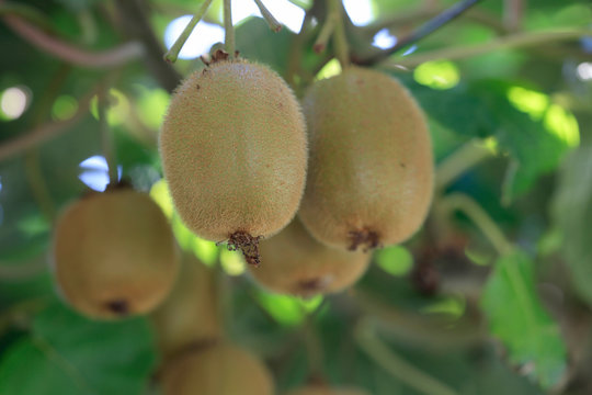 Kiwi Früchte (Actinidia deliciosa) reife Früchte hängen am Baum