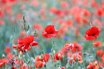 Beautiful red Poppy is growing in a field or meadow full of poppies in an agricultural environment