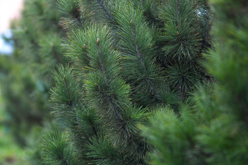 branches of Siberian pine with bloom