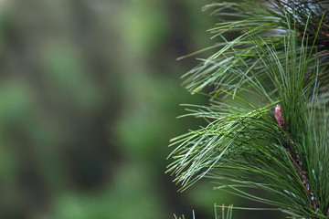 Fototapeta na wymiar Siberian pine needles on a blurred green background