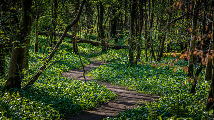 A winding path in sunlight woodland