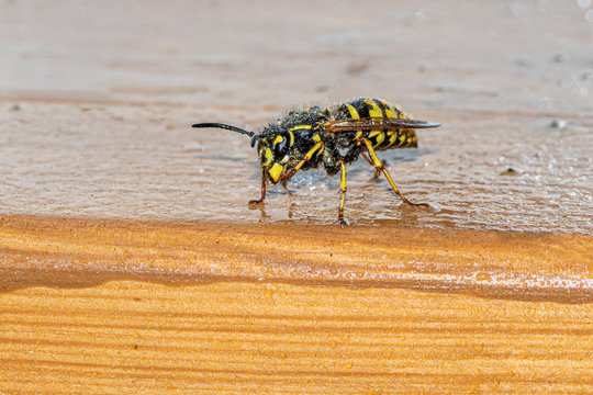 kr&oacute;lowa osy dachowej (Vespula germanica)