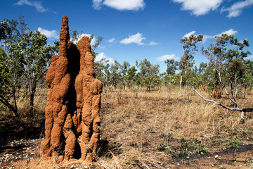 Mound-building termites