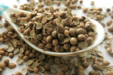 Spice - Coriander seeds. Coriander (Coriandrum sativum) is an annual herb in the family Apiaceae. The seeds have a lemony citrus flavour when crushed, due to terpenes linalool and pinene.