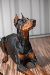 Portrait of a Doberman. Photographed close-up in a city apartment.
