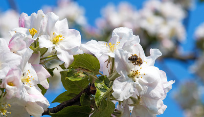 Relaxation in beautiful springtime: Close-up of a been in a branch with apple blossoms. The apple tree is in bloom in Germany, Europe.