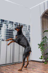 Portrait of a Doberman. Photographed close-up in a city apartment.