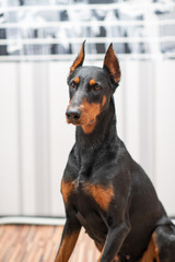 Portrait of a Doberman. Photographed close-up in a city apartment.