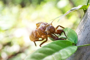 Cicadas molting on tree,Cicada stains.