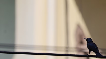 Little bird waiting for good things to happen