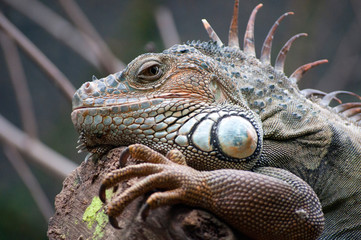 Iguane