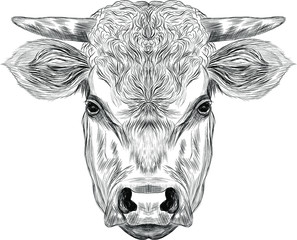 head  horned cow cattle  black and white sketch