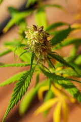 Detail of cannabis cola with visible hairs and leaves on flowering . Blooming Marijuana plant with early white Flowers, cannabis sativa leaves, marihuana