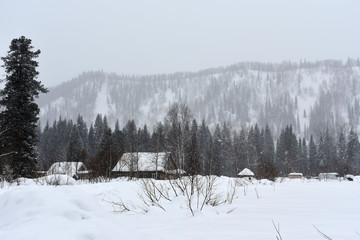 winter forest in the mountains